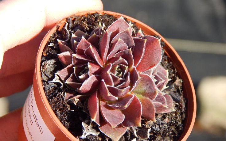 Jovibarba heuffelii Polderland