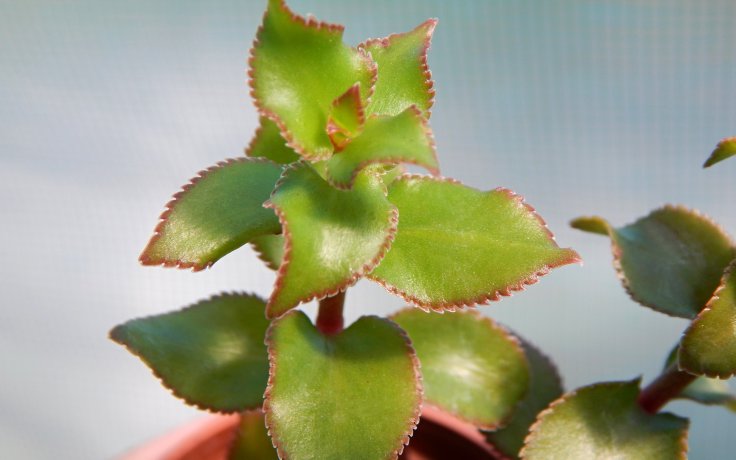 Crassula sarmentosa zelená pokojovka