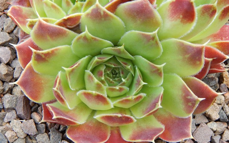 Jovibarba heuffelii Furore - Frost-hardy