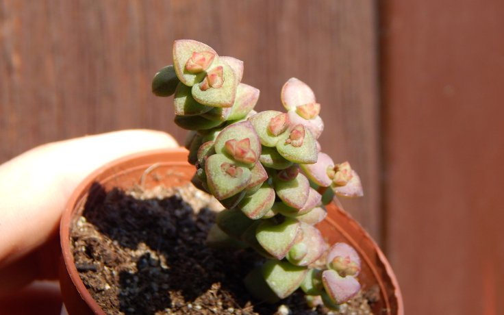 Crassula Tom Thumb - small plant succulent