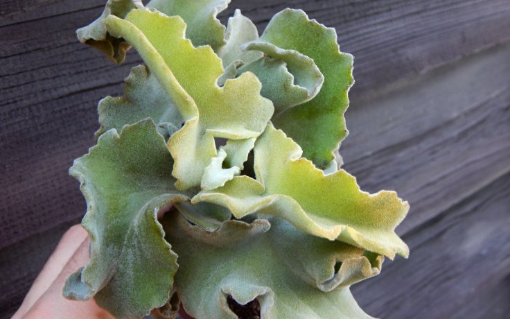 Kalanchoe beharensis Major - velká kolopejka