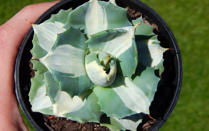 Agave potatorum Ouhi-Raijin variegata