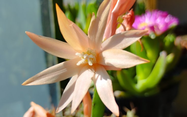 Schlumbergera gaertneri Orange květ