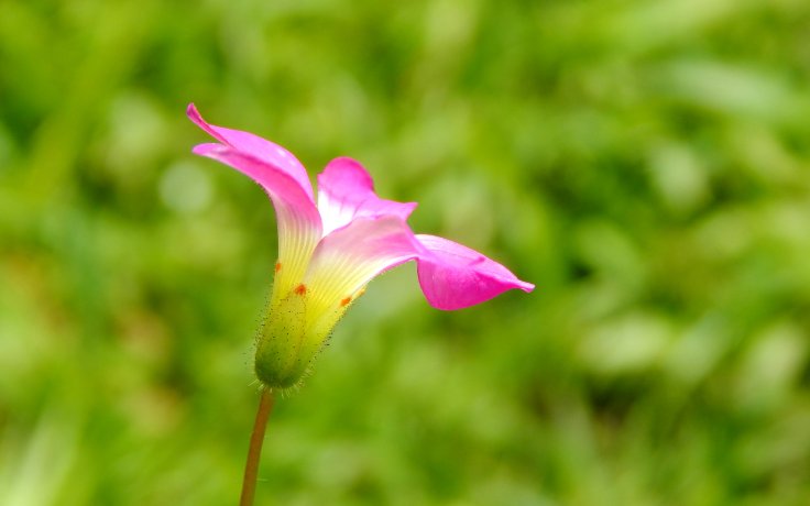 Oxalis lasiandra růžové kvetení šťavel