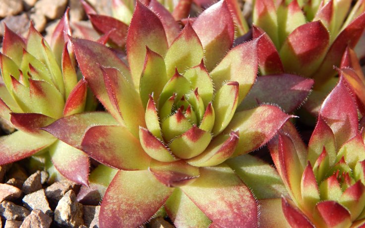 Sempervivum Flasher - succulents