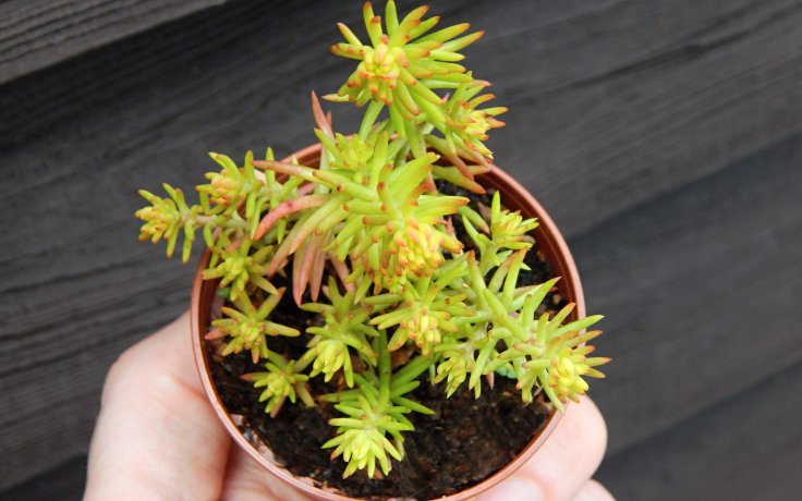 Sedum reflexum Angelina (skalnička)