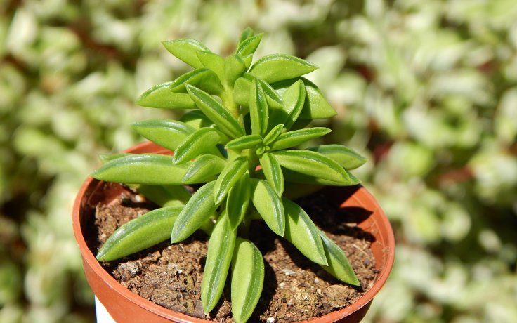 Peperomia dolabriformis - zářící sukulent