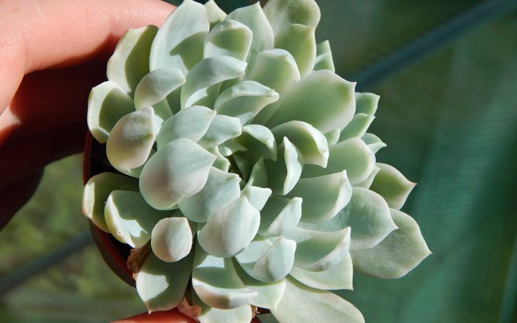 Echeveria Royal Chrysanthemum variegata hens and chicks