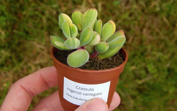 Crassula rogersii variegata - rare succulents