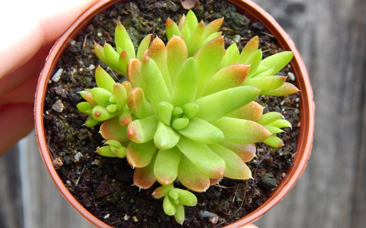 Orostachys japonica - mrazuvzdorné sukulenty