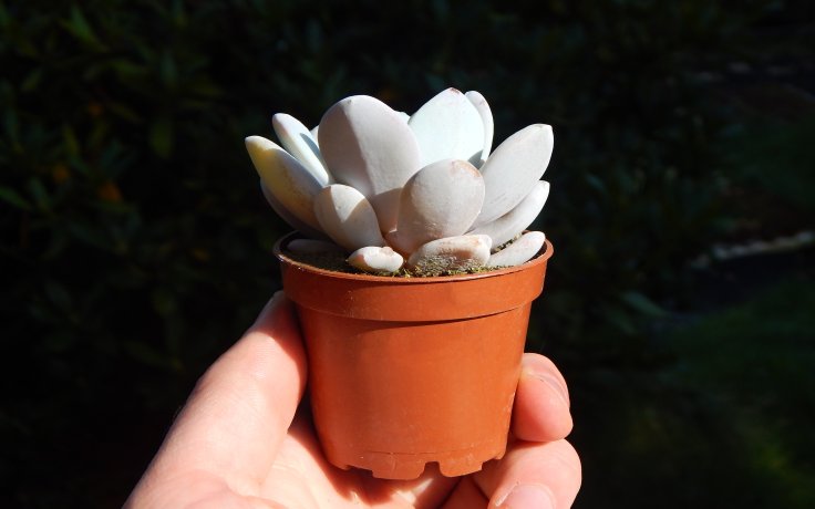 Echeveria laui