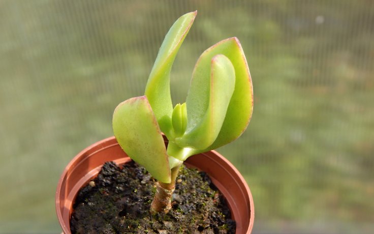Crassula ovata Obliqua pevnolistá tlustice