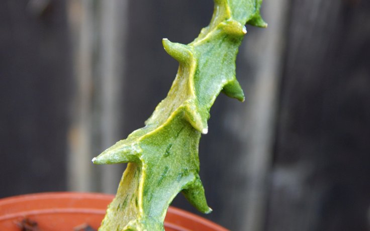 Ceropegia simoneae - svícník
