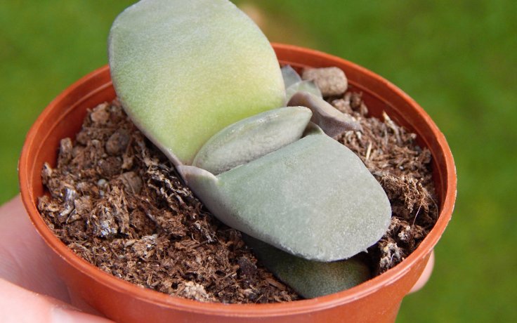 Gasteria glomerata sukulenty