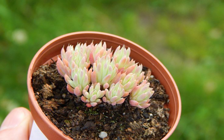 Orostachys chanetii