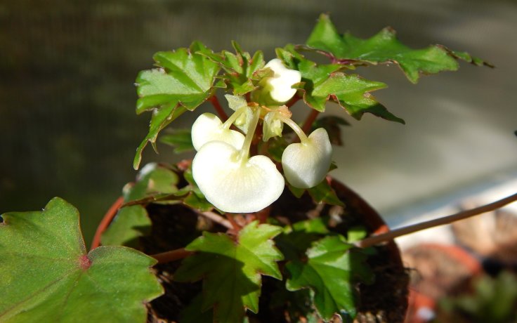 Begonia dregei - sukulent květ
