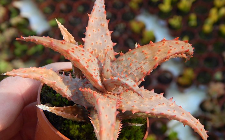 Aloe castilloniae Red sukulenty