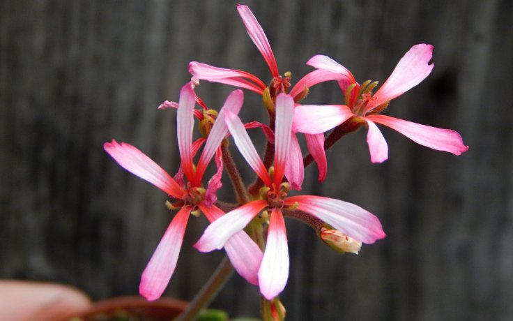 Pelargonium formosum - květy muškátu sukulent zakrslý drobnolistý