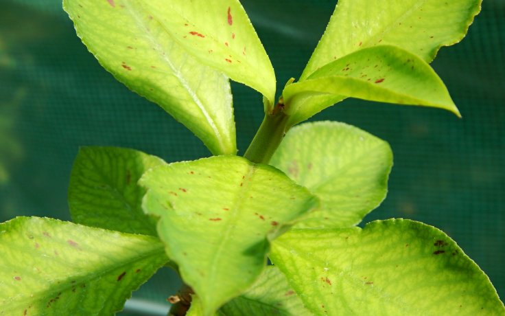 Euphorbia umbellata variegata gumovník