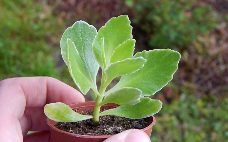 Kalanchoe Debora
