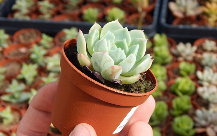 Echeveria La Reforma sukulenty samek skleník