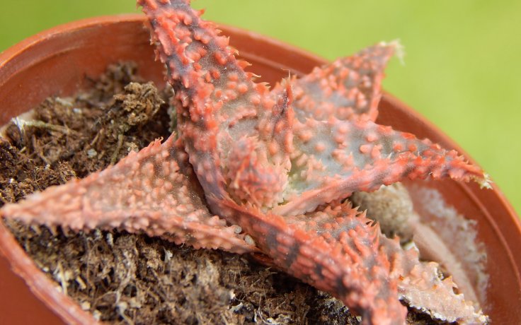 Aloe Dragon Hybrid červený kříženec