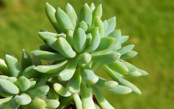 Pachyveria Yvonne cristata