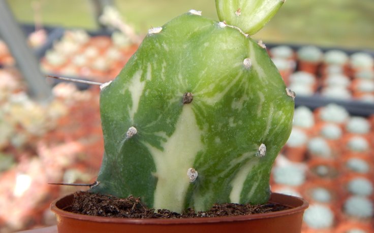 Opuntia jamaicensis variegata Ghost kaktus