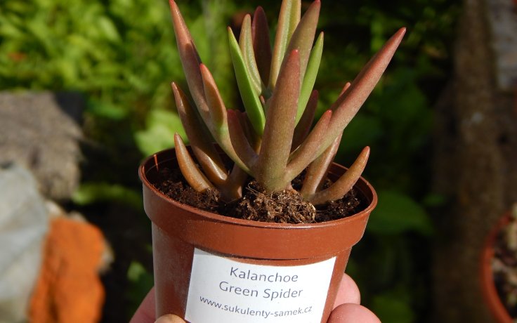 Kalanchoe Green Spider