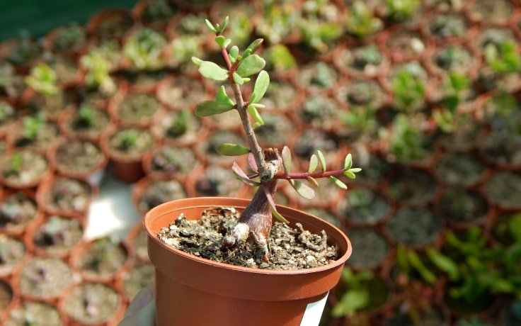 Ceraria fruticulosa sukulent k tvarování