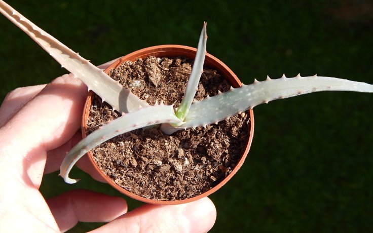 Aloe decaryi - nenáročná aloe