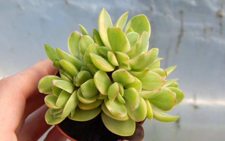 Crassula atropurpurea var. muirii variegata