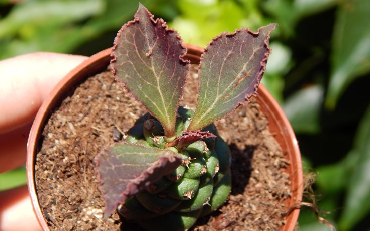 Euphorbia ritchiei červené listy