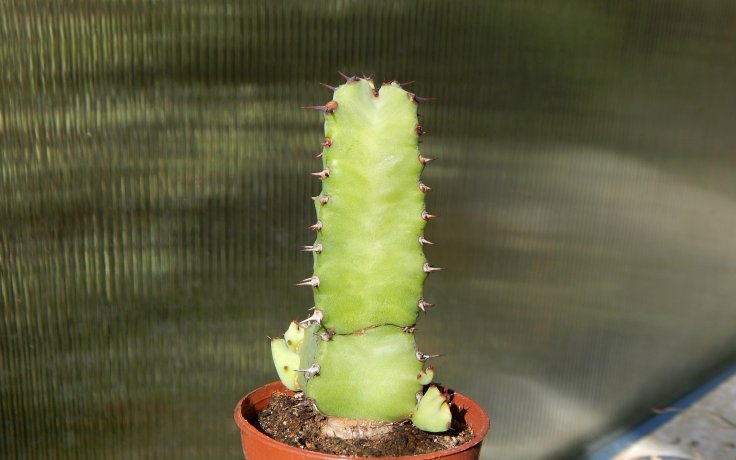 Euphorbia resinifera - sukulenty