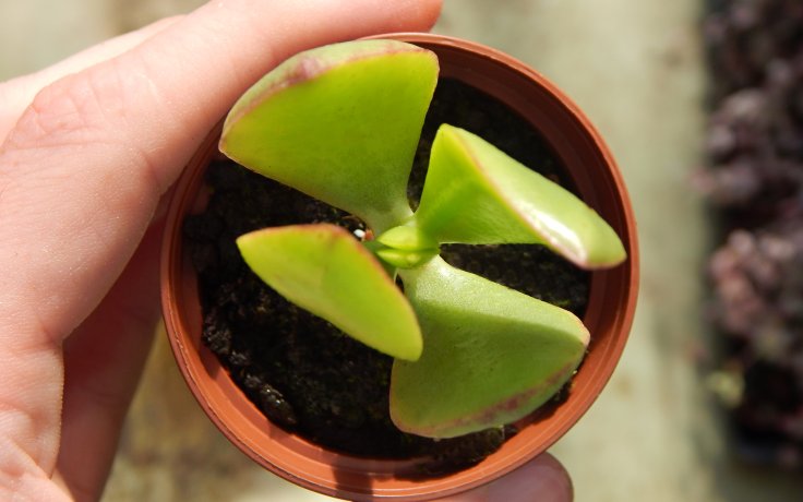 Crassula ovata Obliqua stromková tlustice