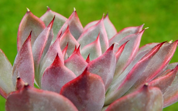 Echeveria Churro sukulenty růžové