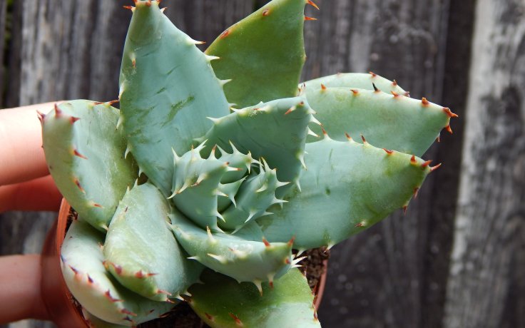 Aloe peglerae sukulenty a kaktusy