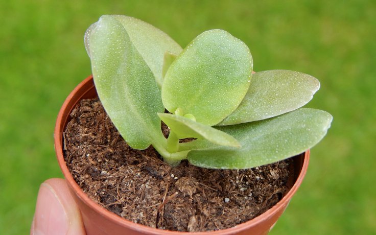 Crassula multicava - tlustice