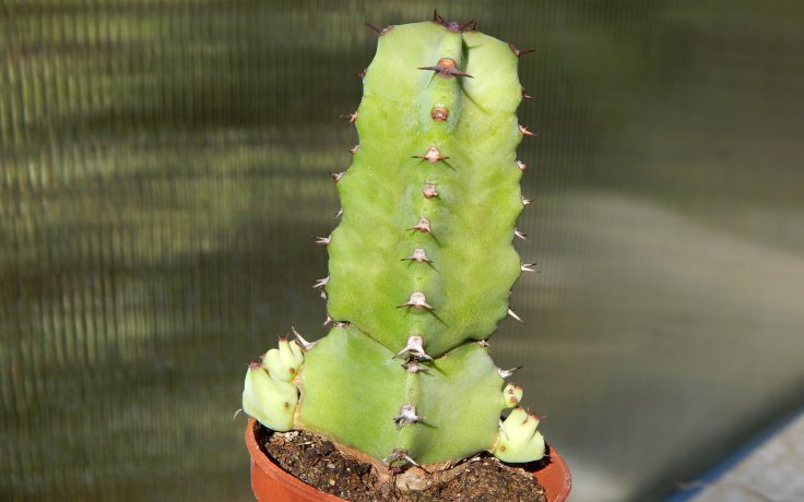 Euphorbia resinifera - mléčný sukulent