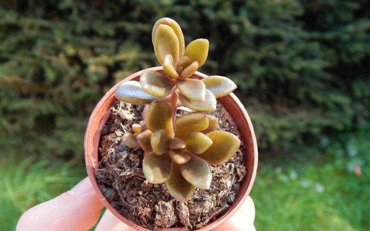 Lenopetalum Chocolate - succulents and cacti