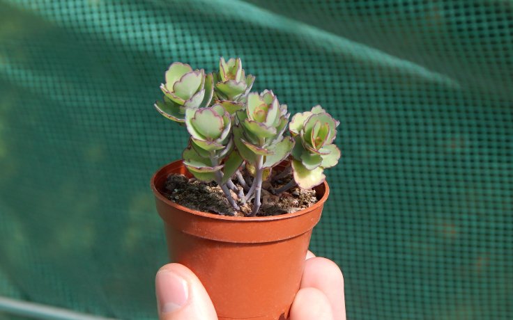Kalanchoe laxiflora
