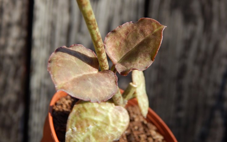Ceropegia nilotica - svícník sukulent