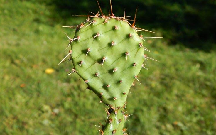 Opuntia macrorhiza houseplant