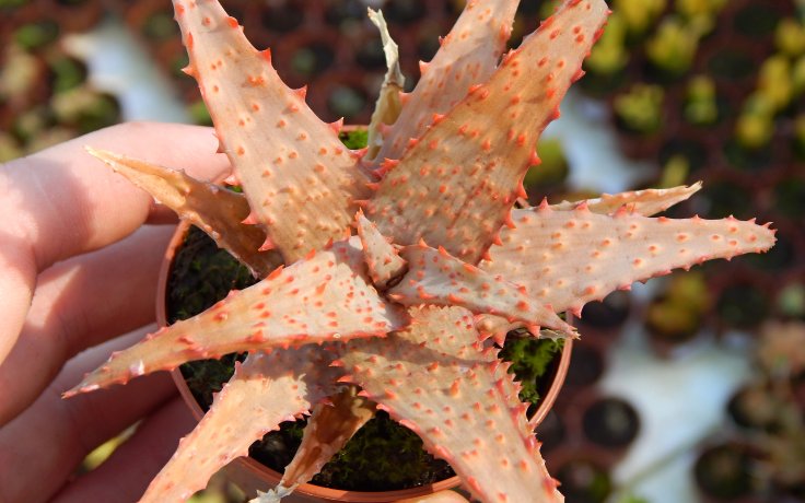 Aloe castilloniae Red