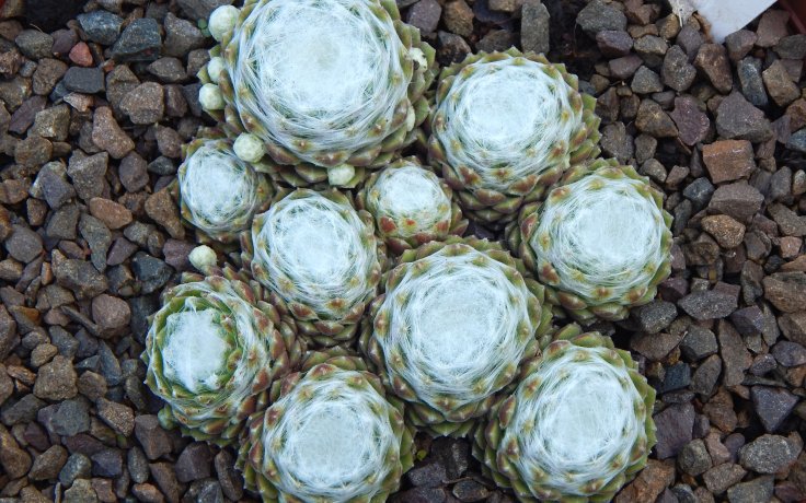 Sempervivum Shampoo