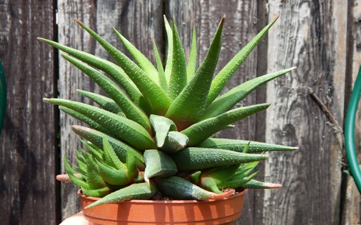 Haworthia attenuata var. glabrata - for sell