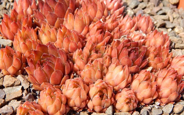 Sempervivum Bronze Pastel - houseleek