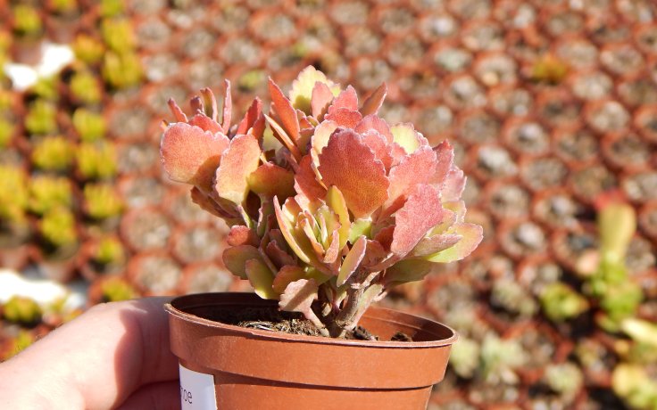 Kalanchoe pumila Red kaktusy