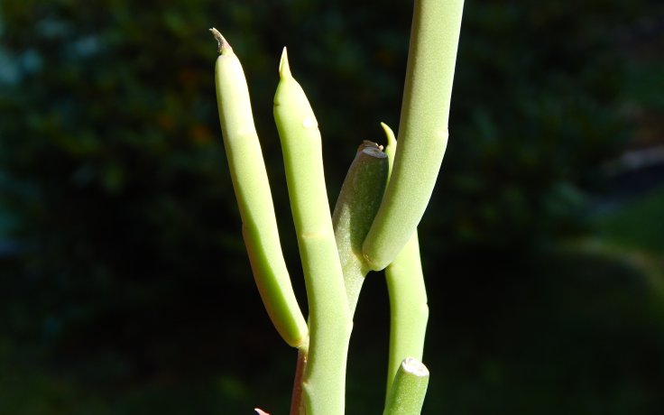 Euphorbia mauritanica sukulenty