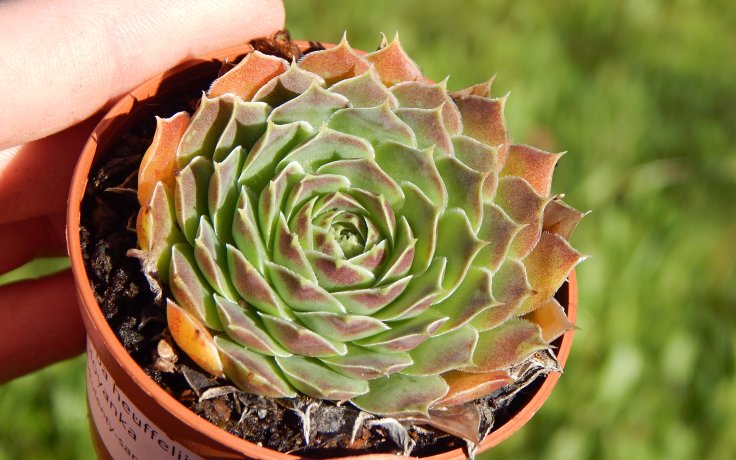 Jovibarba heuffelii Slovanka